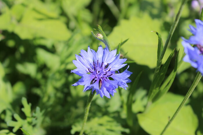 ReNatura Schnittblumen, 275 g
