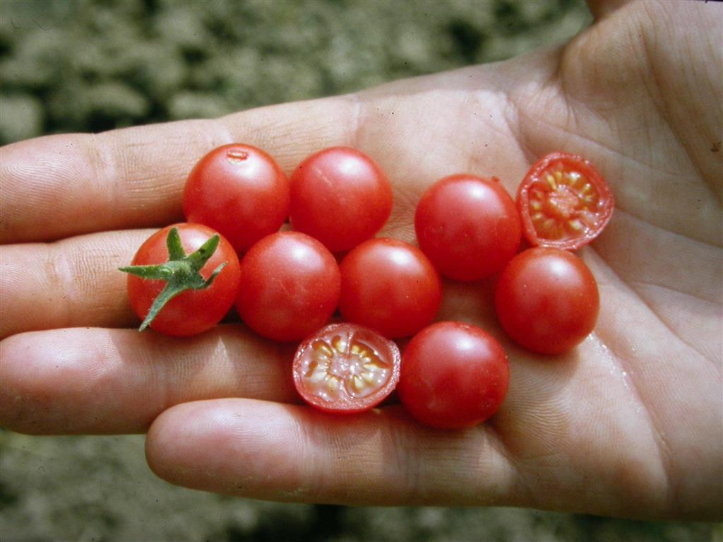 Culinaris Wildtomate Rote Murmel, 15 Korn