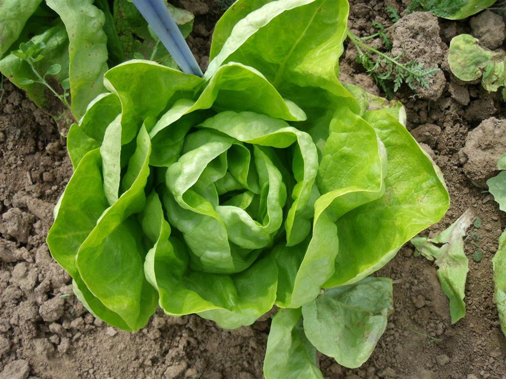 Culinaris Saat Wintersalat Humil