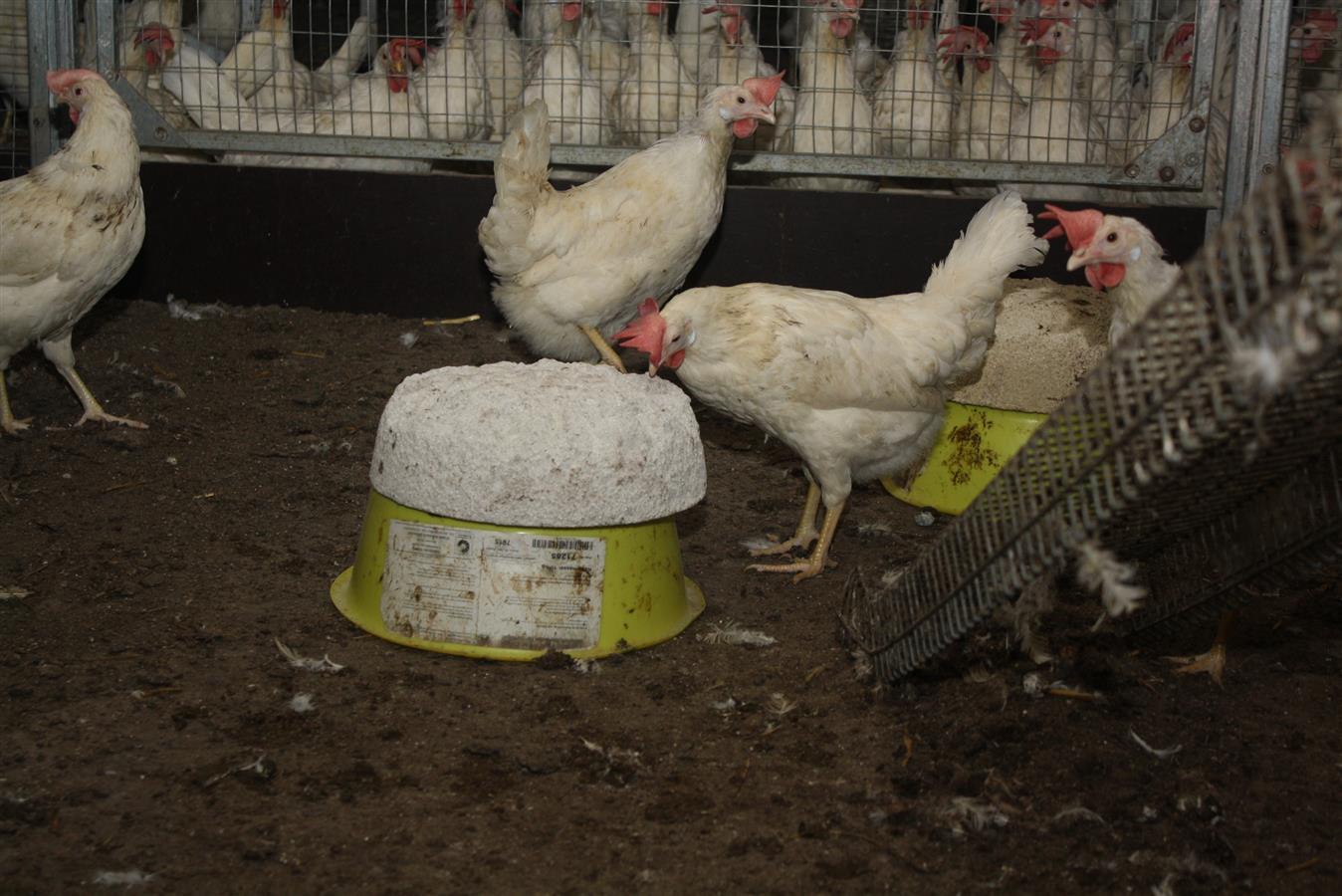 Vilofoss Pickstein extra hart  für Geflügel, 10 kg