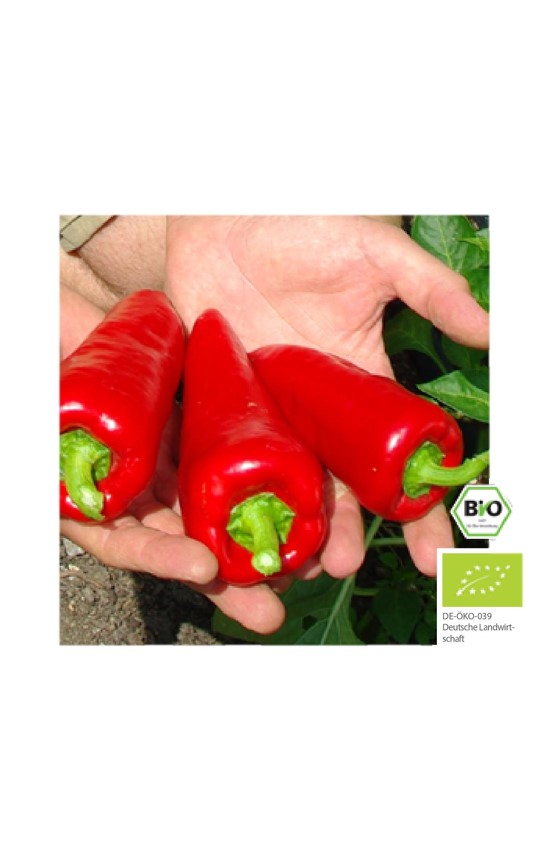 Culinaris Paprika Roter Augsburger, 20 Korn