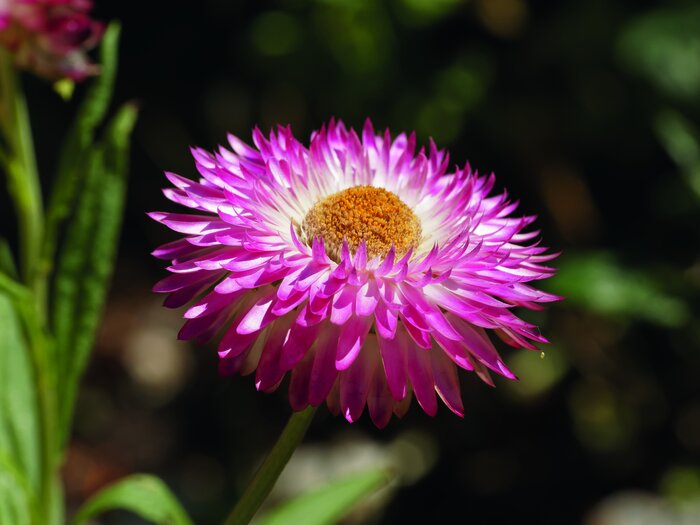 ReNatura Schnittblumen, 275 g