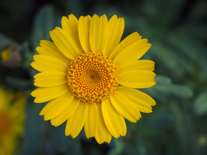 ReNatura Schnittblumen, 275 g