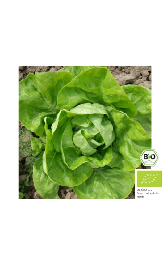 Culinaris Saat Wintersalat Humil