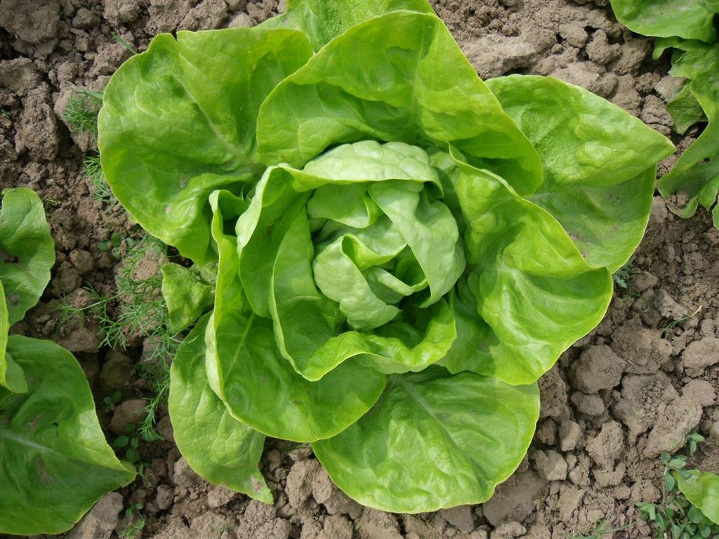 Culinaris Saat Wintersalat Humil
