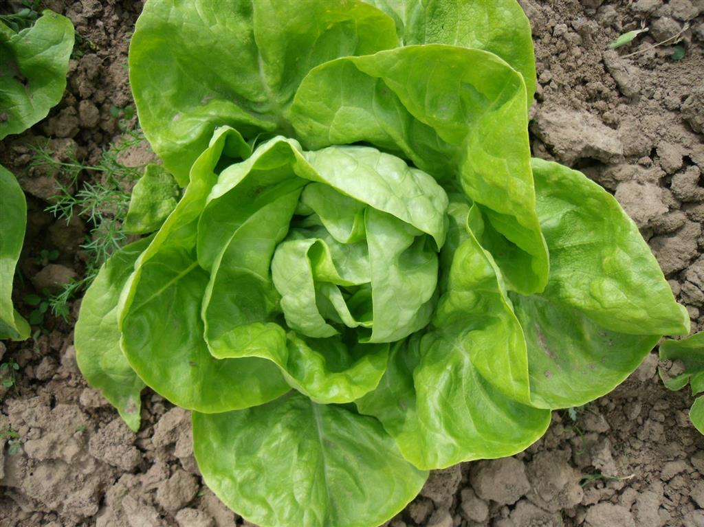 Culinaris Saat Wintersalat Humil