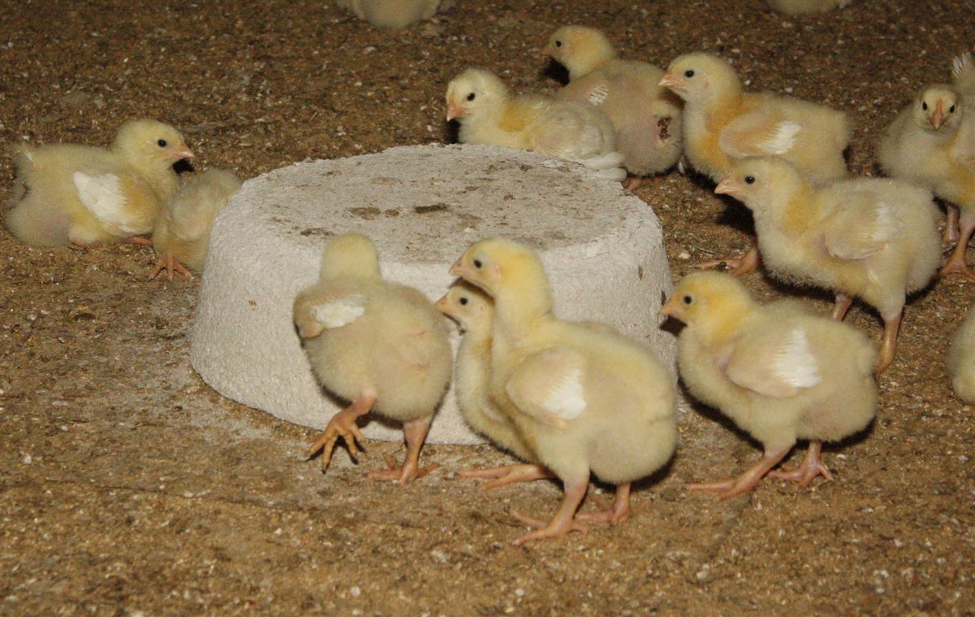 Vilofoss Pickstein extra hart  für Geflügel, 10 kg