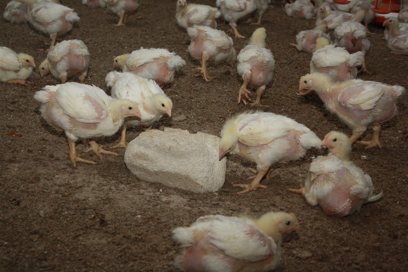 Vilofoss Pickstein extra hart  für Geflügel, 10 kg